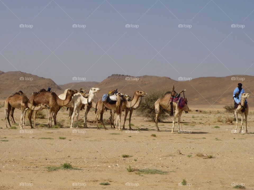 camel in désert