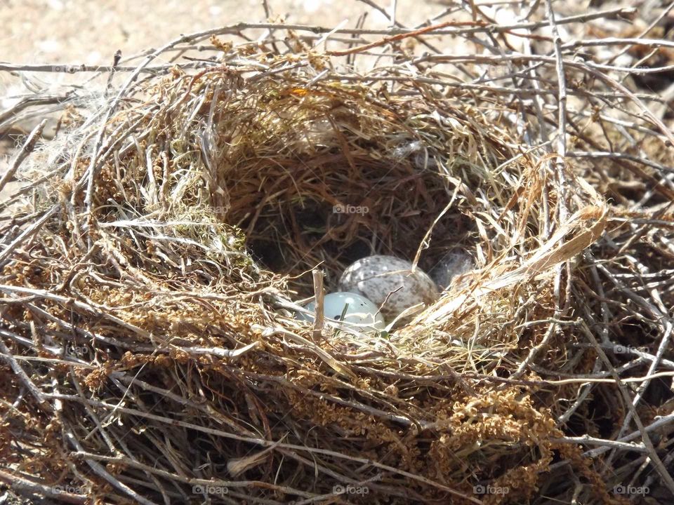 Bird Nest