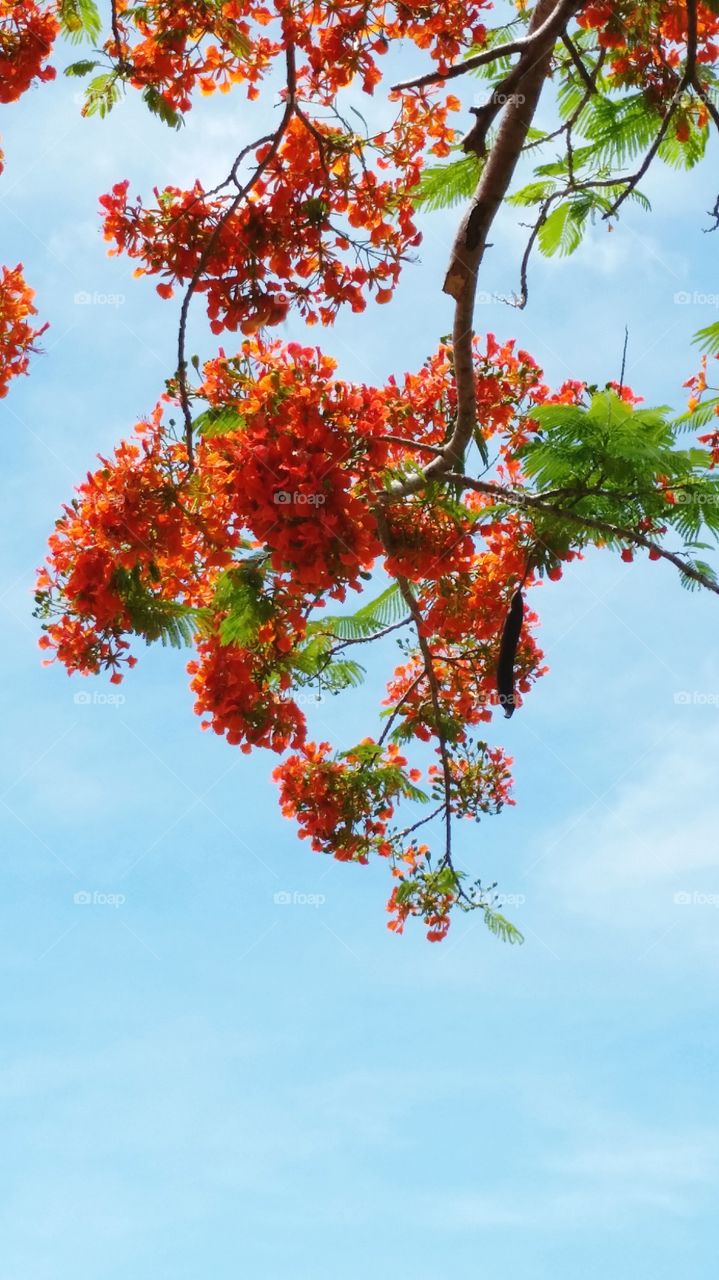 Royal Poinciana . Royal Poinciana, Flamboyant tree, Flame tree in bloom