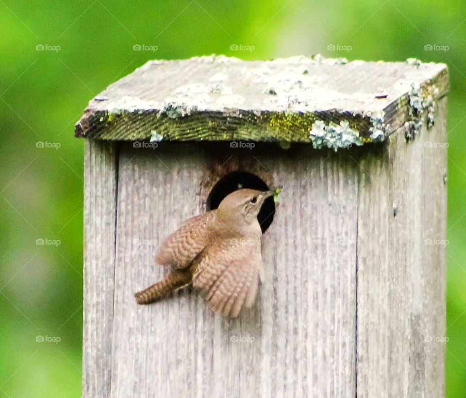 A cute little bird with a leaf in its beak, hanging out at the entrance to its birdhouse. Photo was taken at the Dominion Arboretum in Ottawa, Ontario, Canada in June 2018.