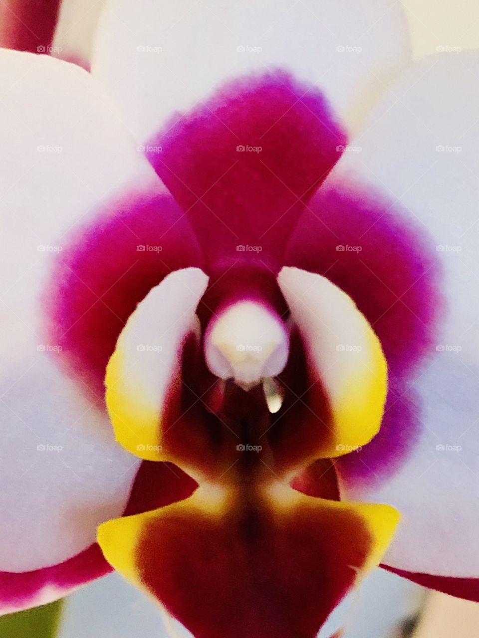 Vibrant Phalaenopsis Orchid close up