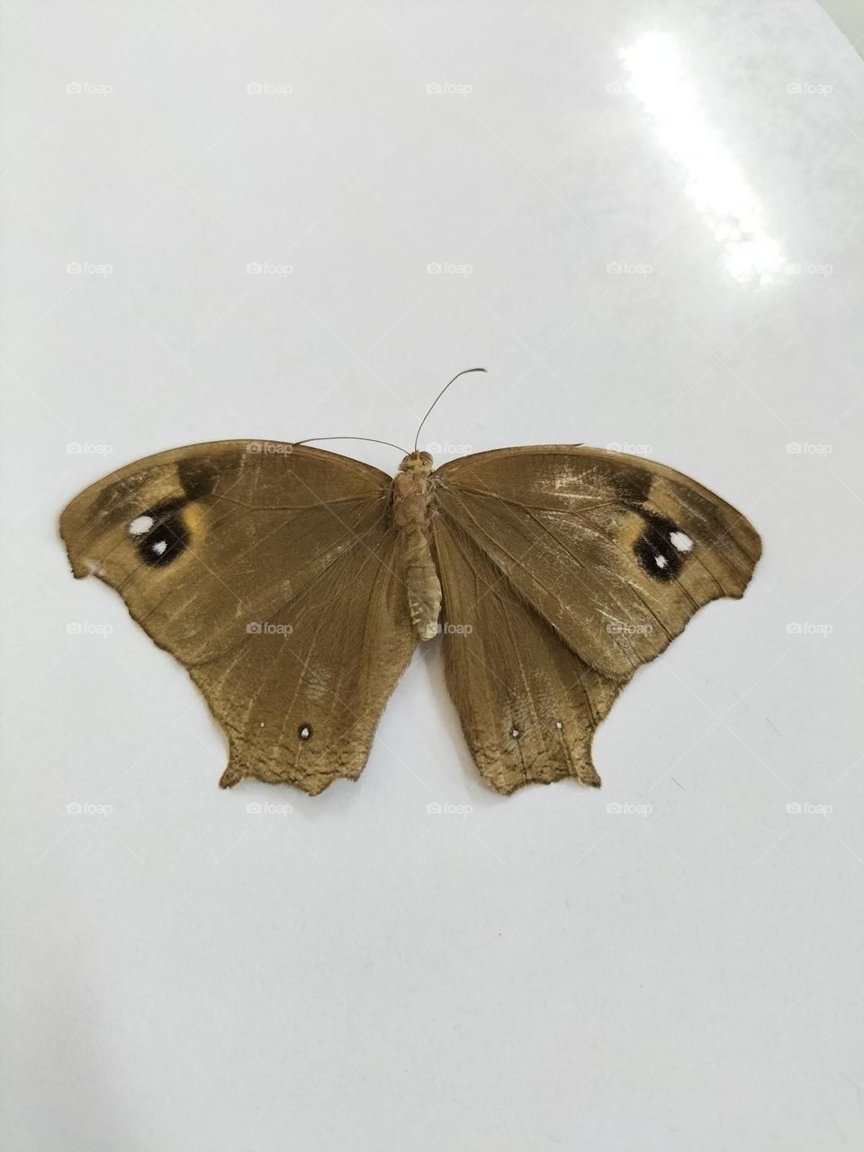 image of a brown butterfly with black markings on its wings