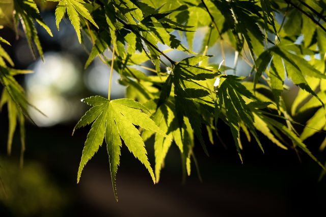 Despite a strong resemblance to a controversial plant, this is the foliage of an ornamental tree called Orange Dream, which is a variety of a Japanese cutleaf maple. 