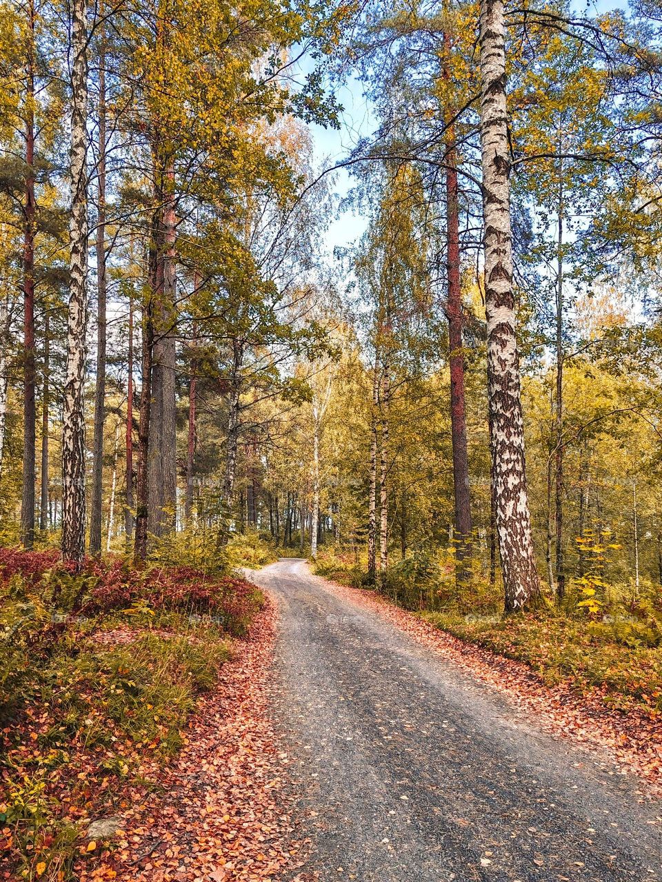 Wander where the path glows golden, and the trees tell stories of the seasons