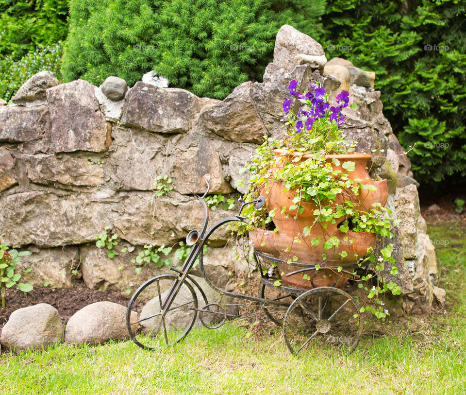 Landscape with pansies in a large pot and decorative bicycle. Summer latvia garden, decoration and decoration