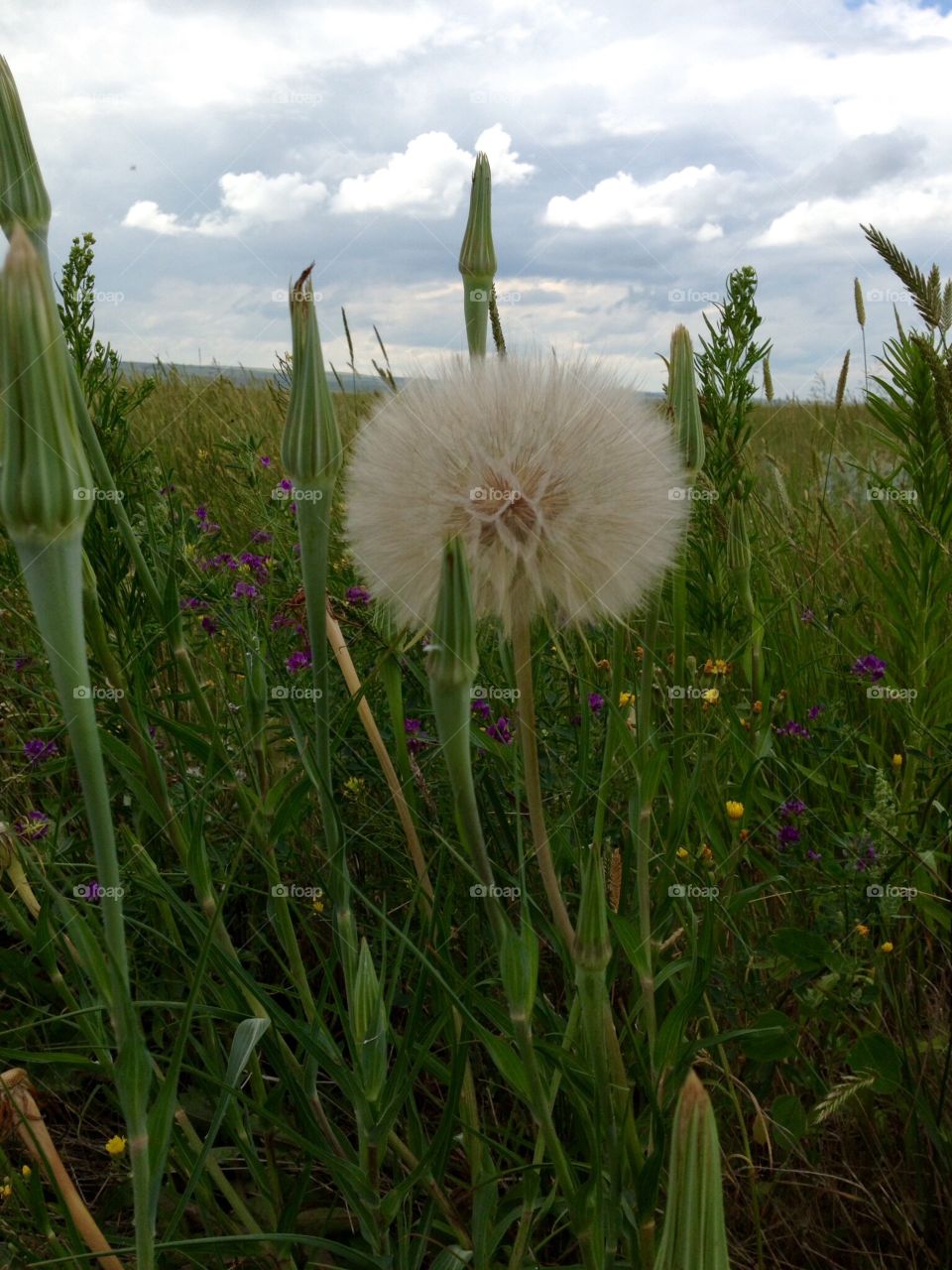 Largest dandelion 