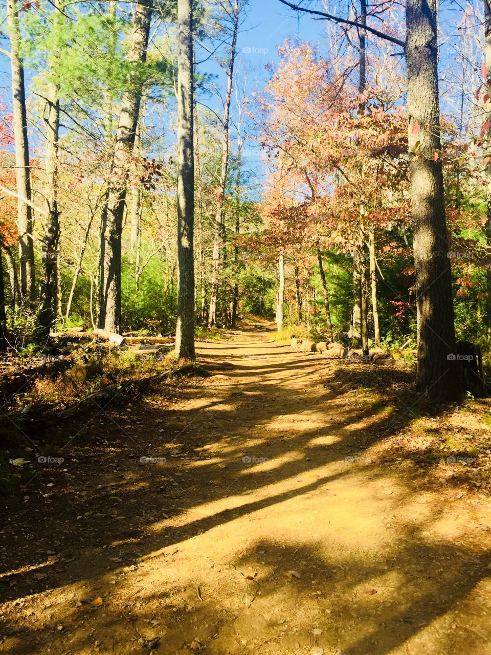 Fall walk in the woods 