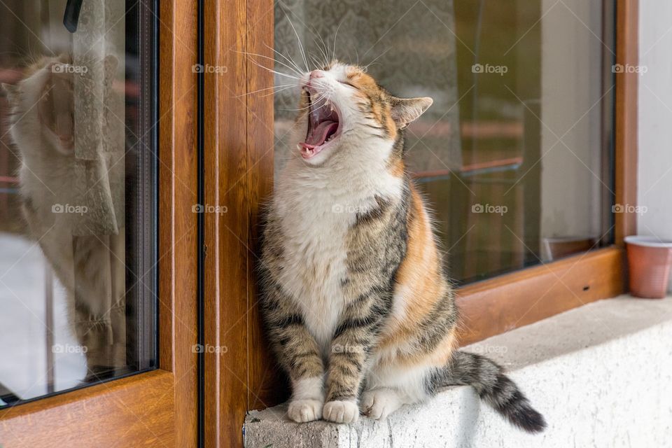 An open-mouth cat sits on a window sill