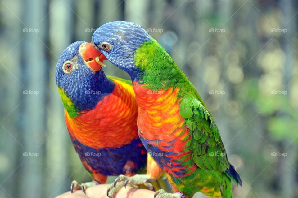 Close-up of two parrots