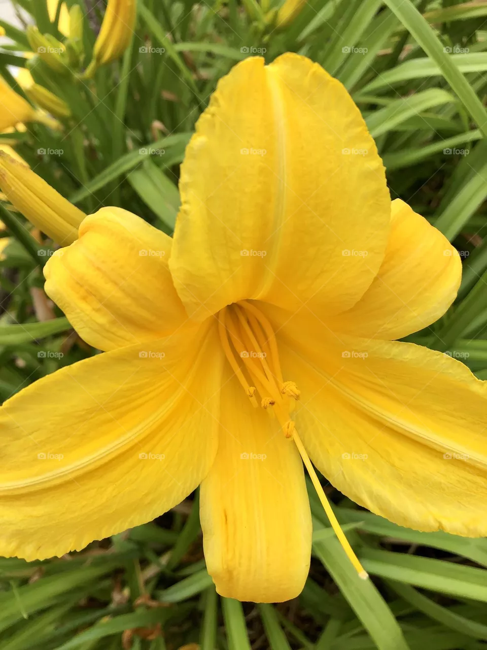 The beauty of the yellow flower 🌿🌼
