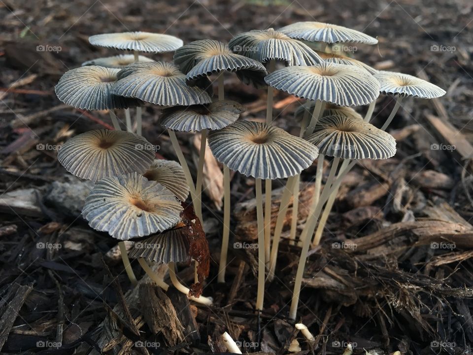 Bouquet of shrooms