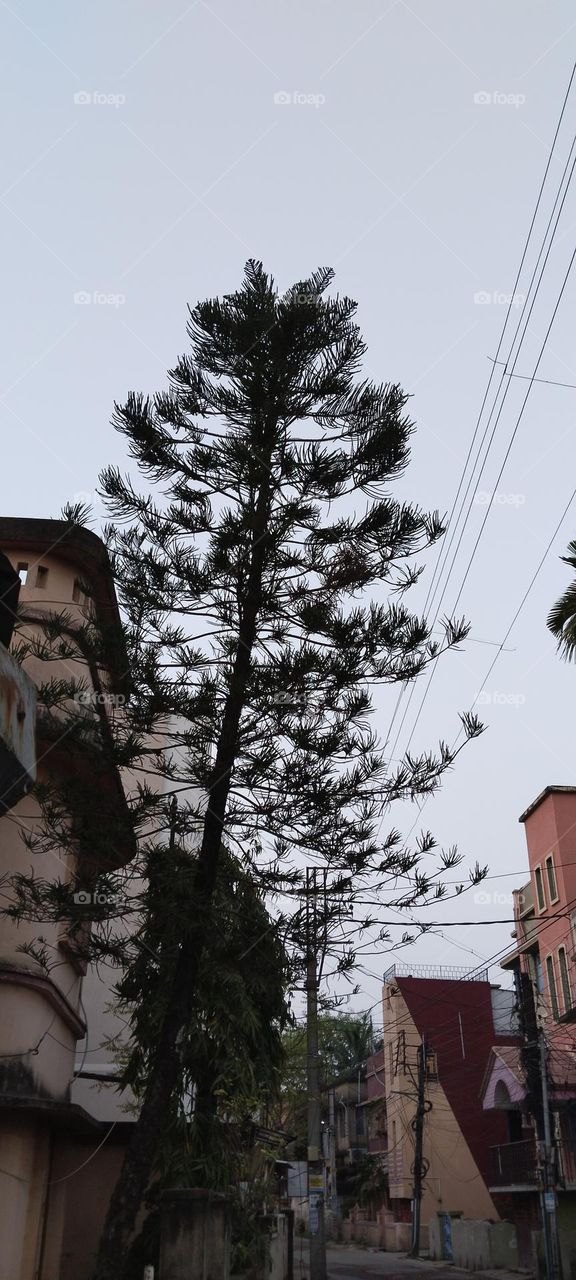 The tree is like a feather.