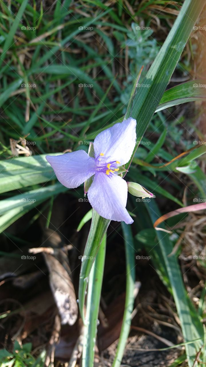 all parts of the blooming spiderwort in the spring are considered edible as a salad green, and tasty too!