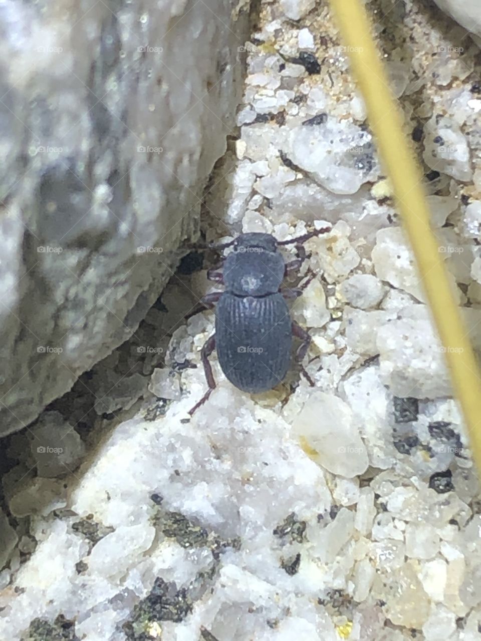 Small darkling beetle 