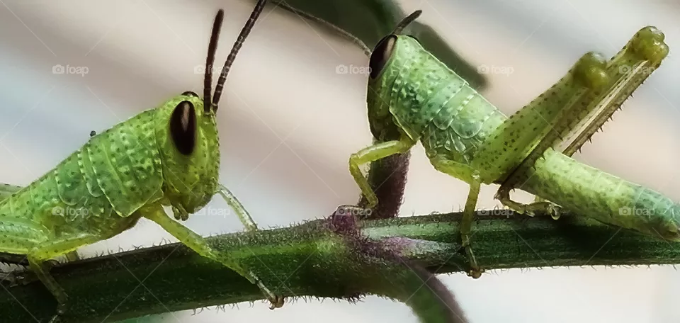 grasshopper