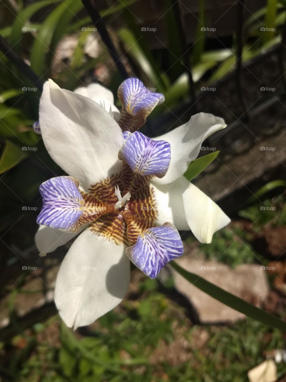 iris flower