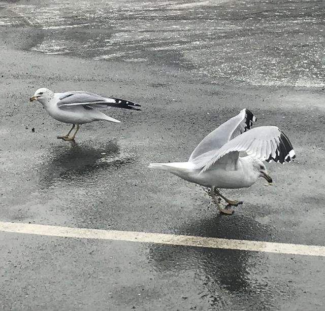 Rainy