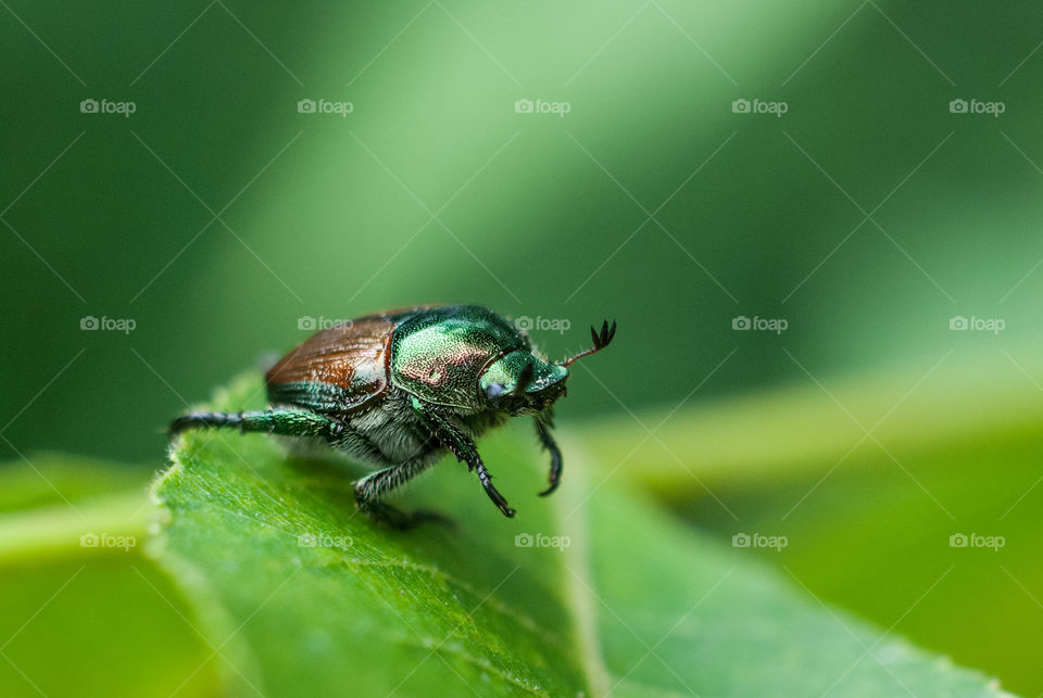 Beetle on green leaf