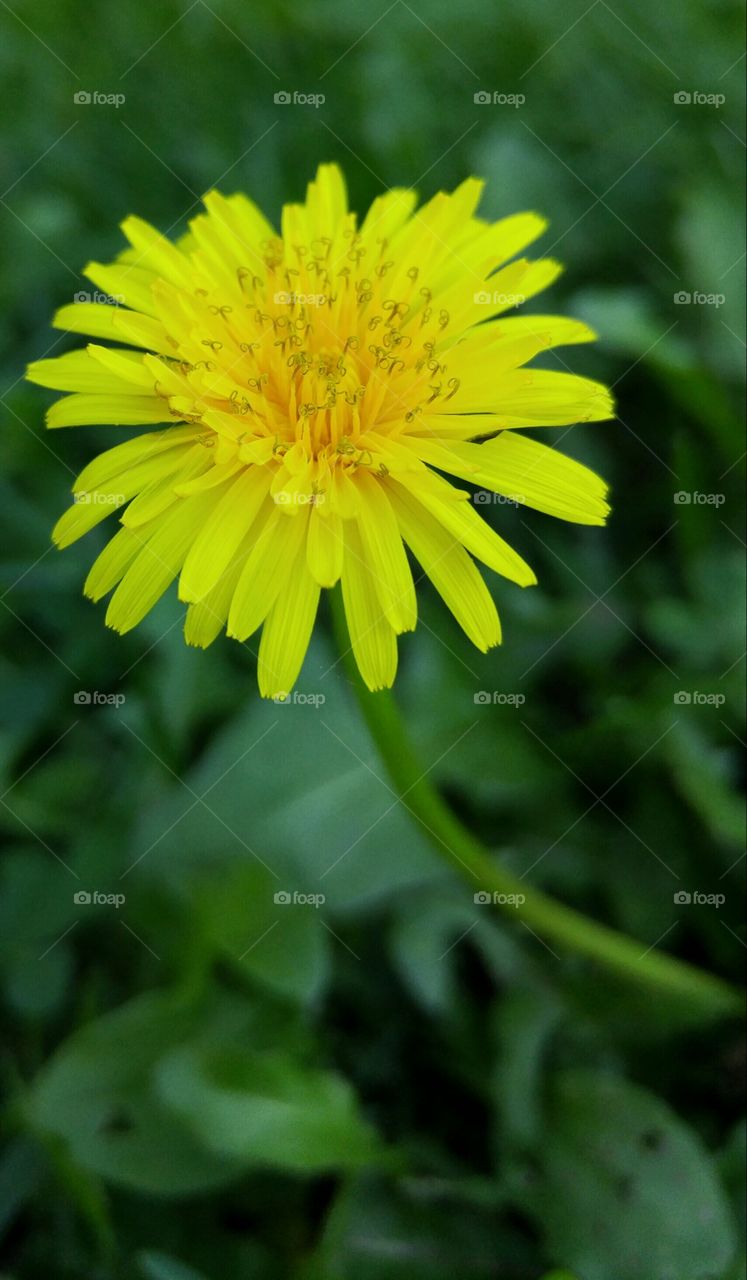 Close up with a dandelion