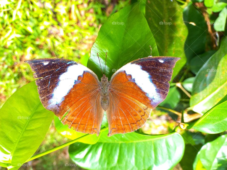 Beautiful butterfly perched on the leaf