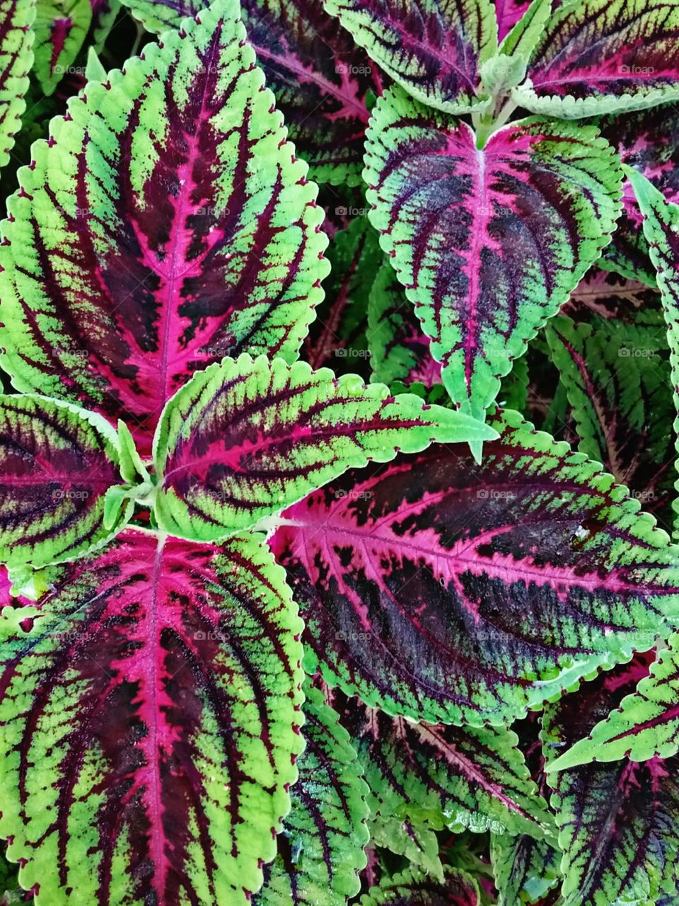 Ornamento de jardim. Uma linda planta colorida e atrativa para encantar a entrada de sua morada.