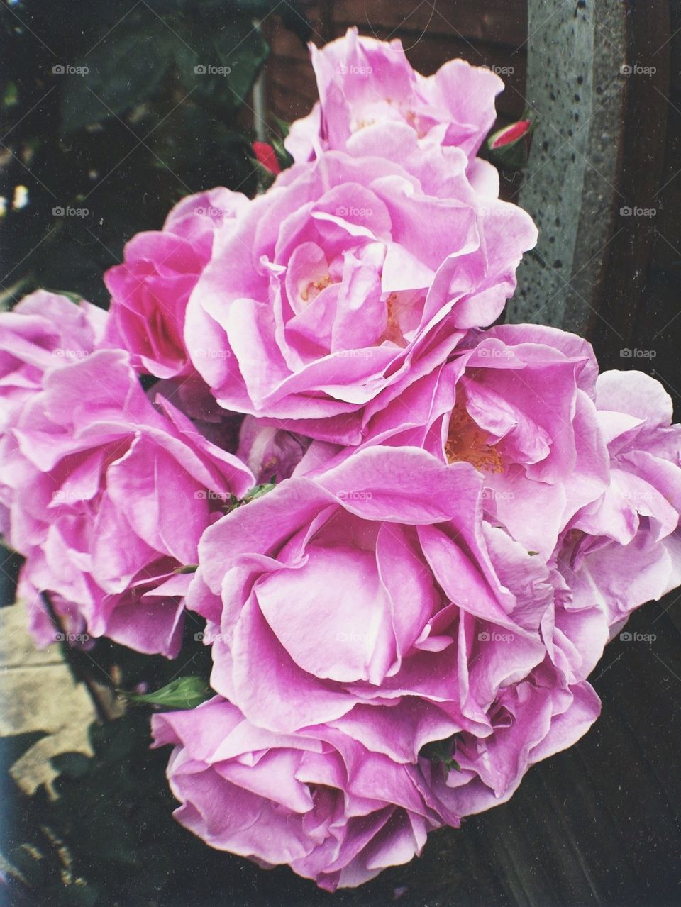 flowers garden pollen nature by simk03