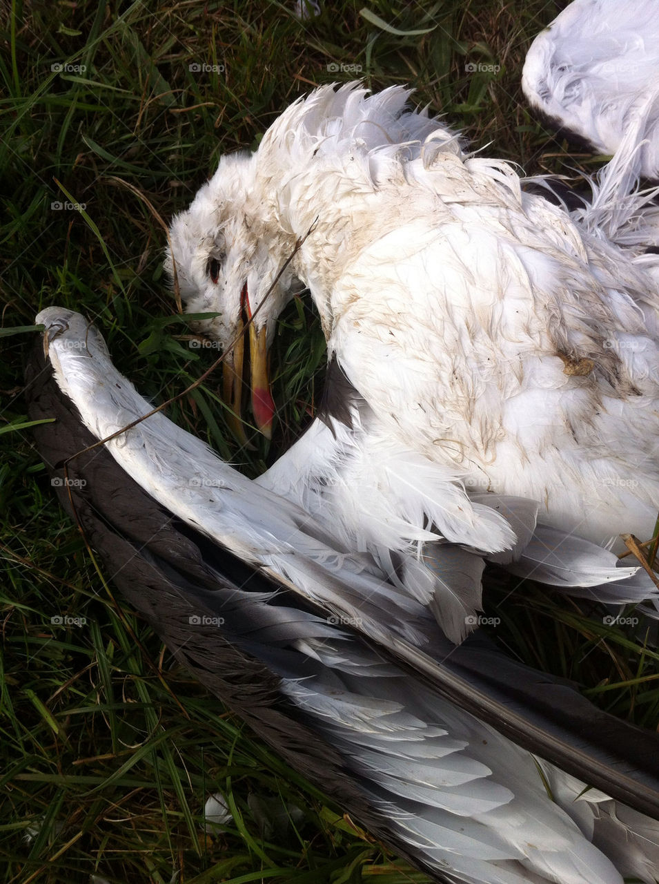 sweden animal bird coast by haq