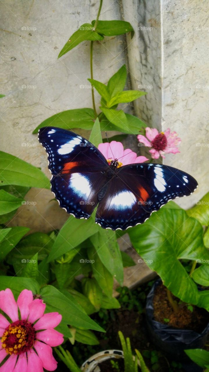 butterflies and flowers