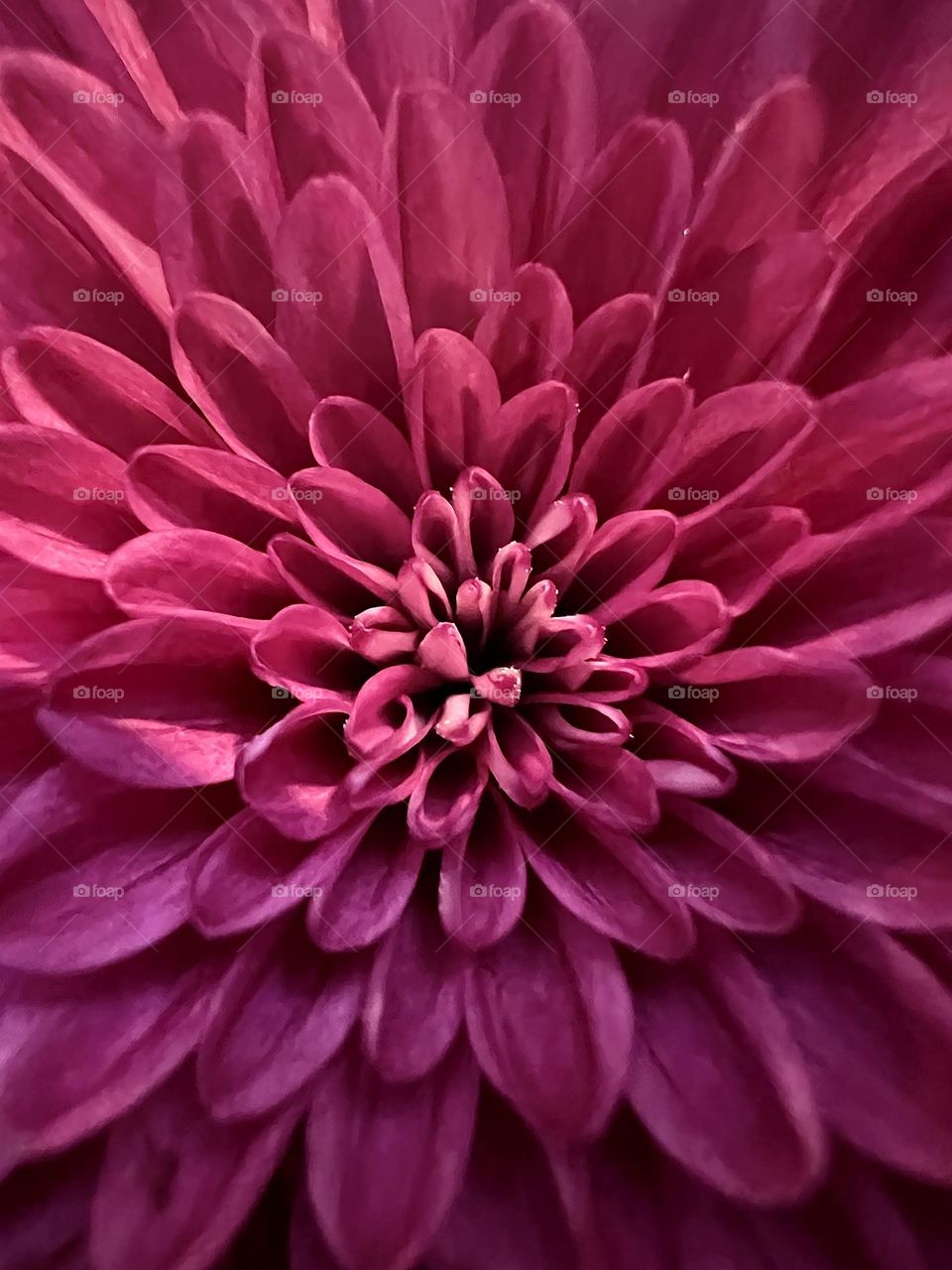 Heart of a flower