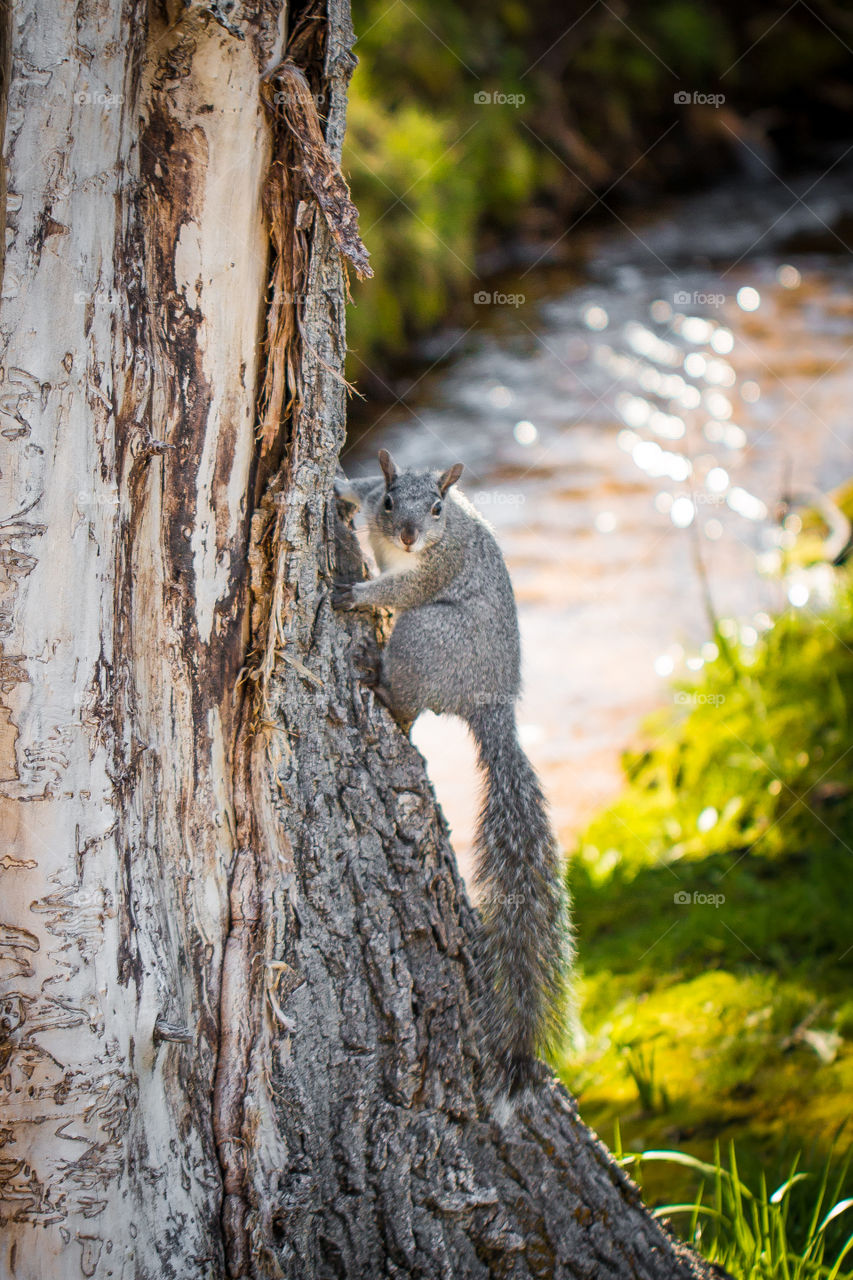 Curious Squirrel 