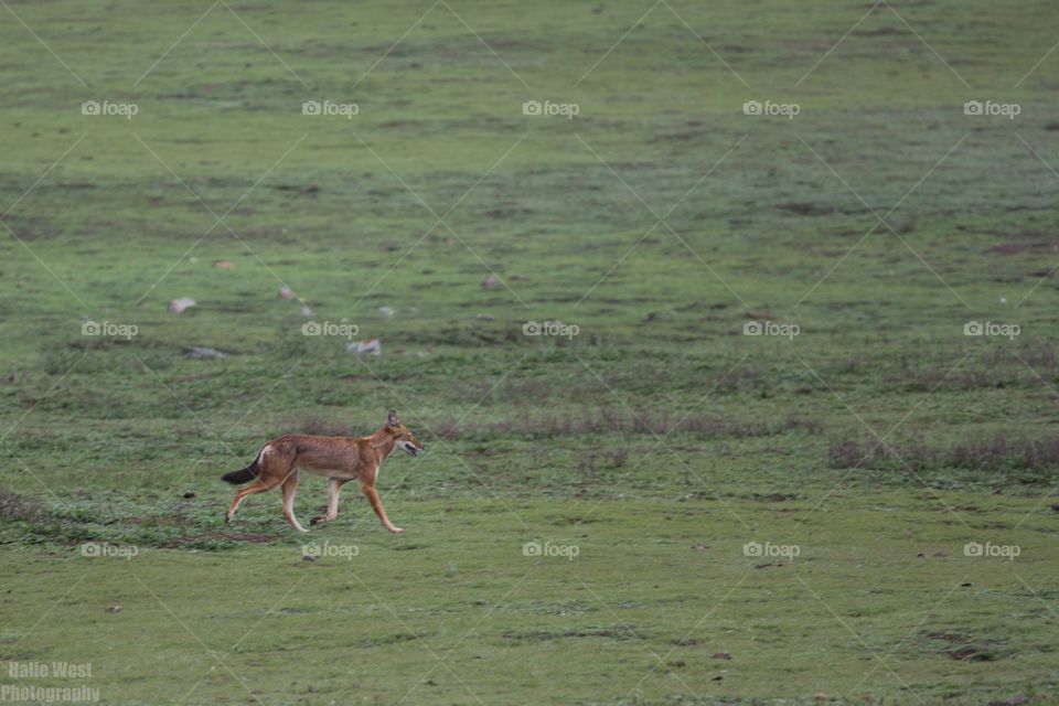 Ethiopian wolf 38