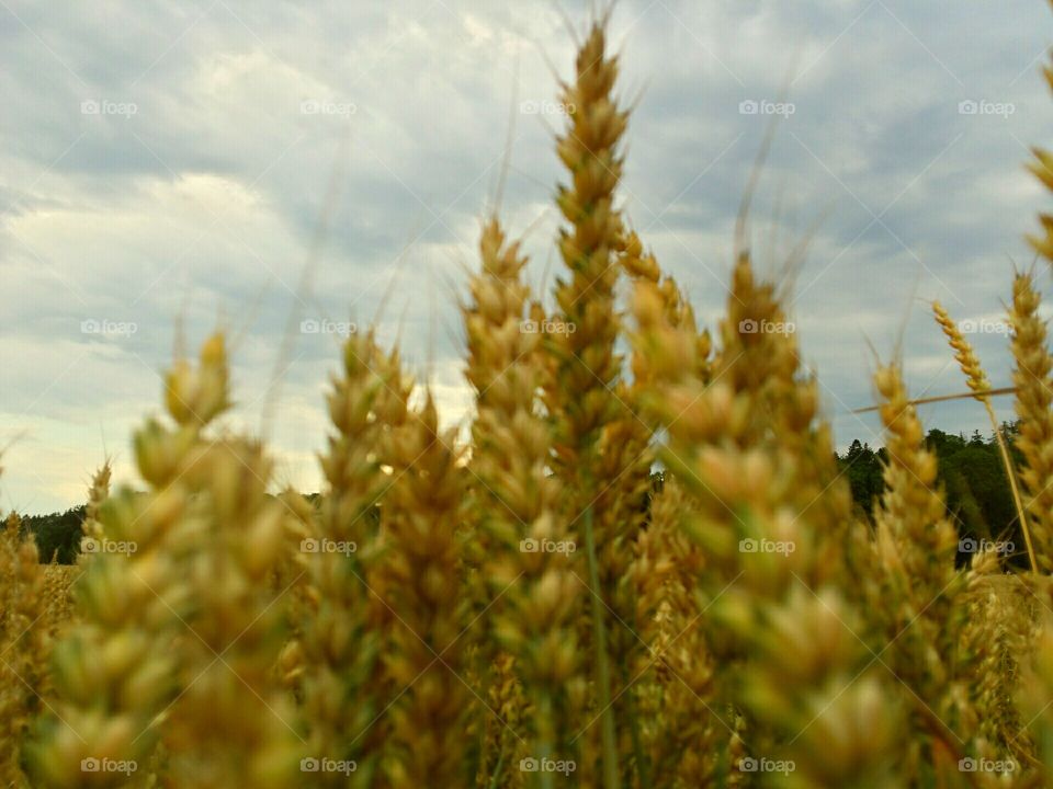 We did not domesticate wheat; wheat domesticated us