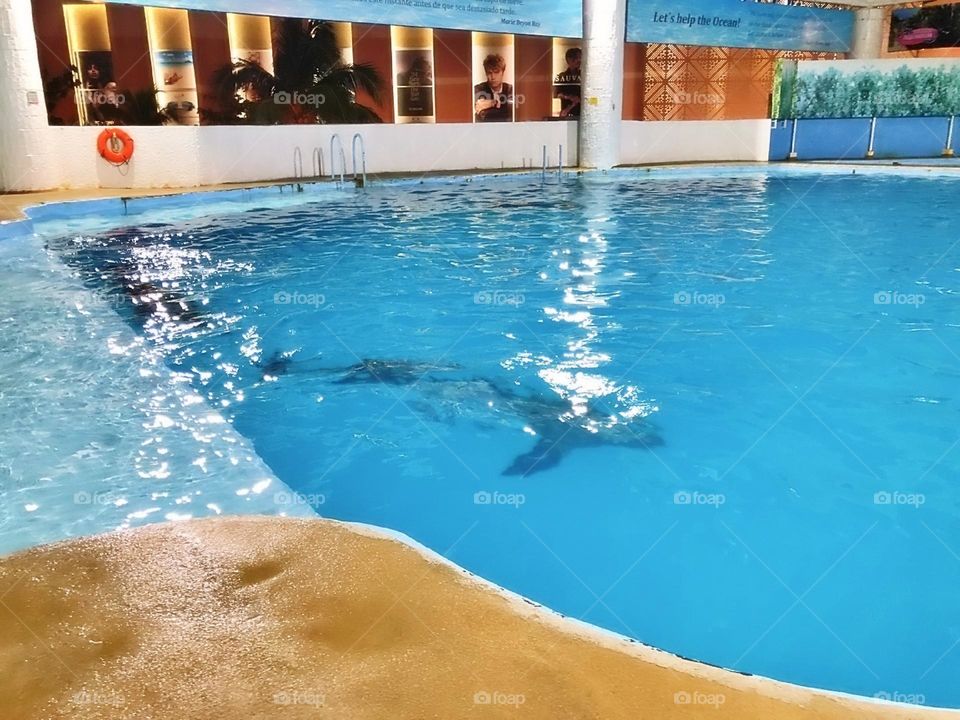 river creature atlantic child activity portrait beach fun coral natural family happy vacation dolphins playful island friendly animals fauna scuba landscape dolphin pod pool paradise travel snorkeling aqua view tourism flipper adventure undersea natu