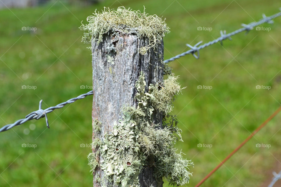 Moss on fence post