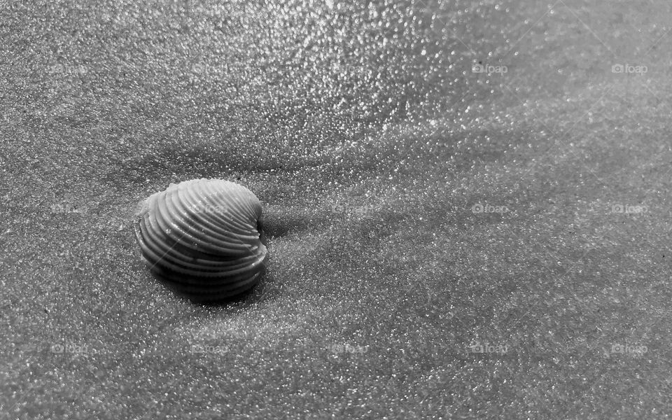A black and white of a single sea shell on the sand