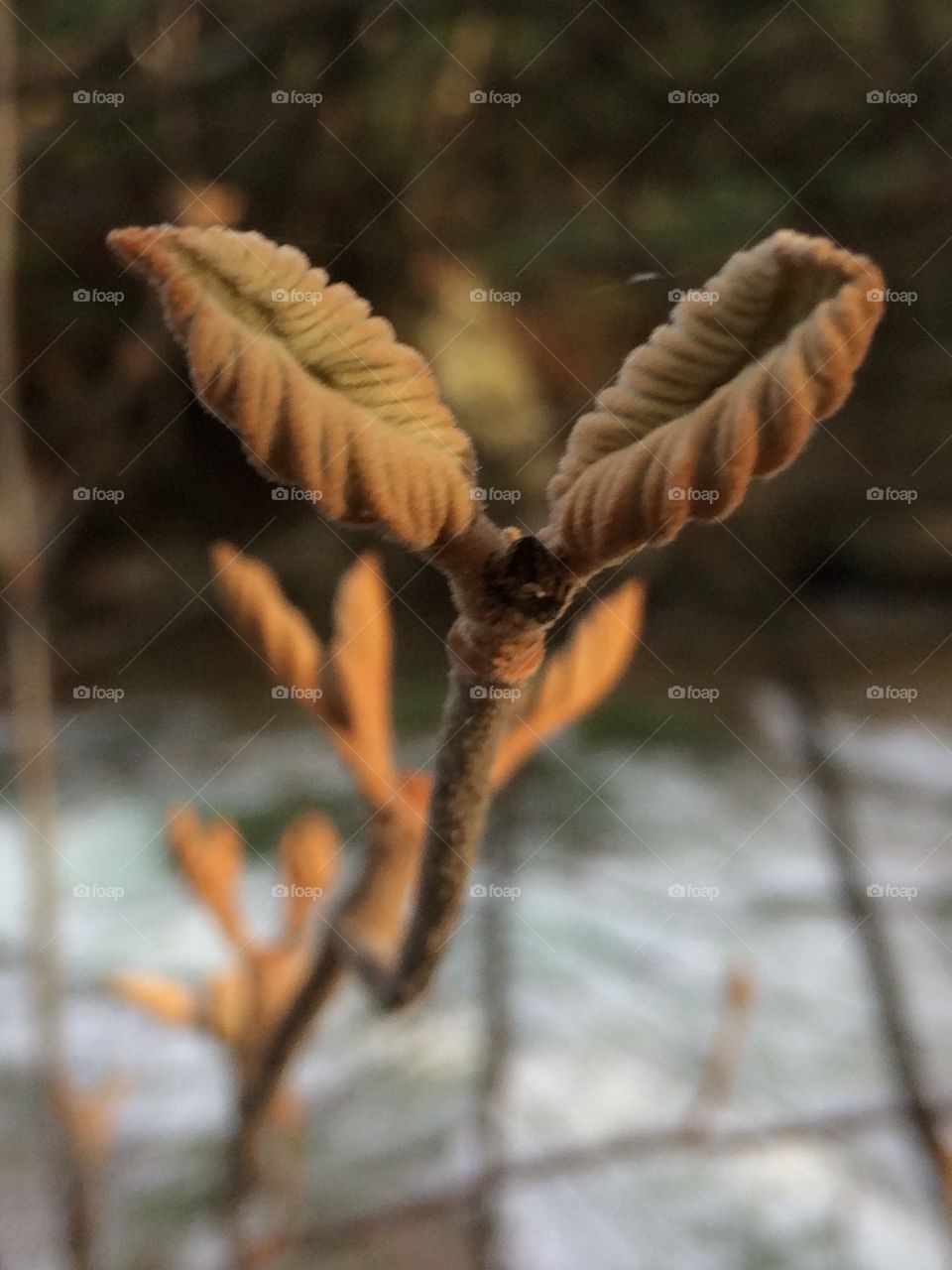 Leaf buds