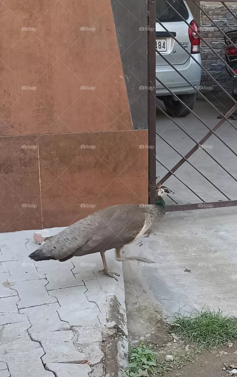 Indian Peafowl
