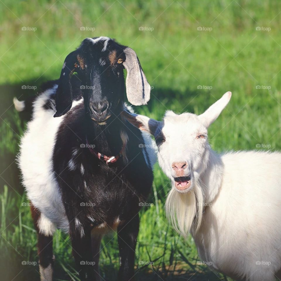 Smiling goats