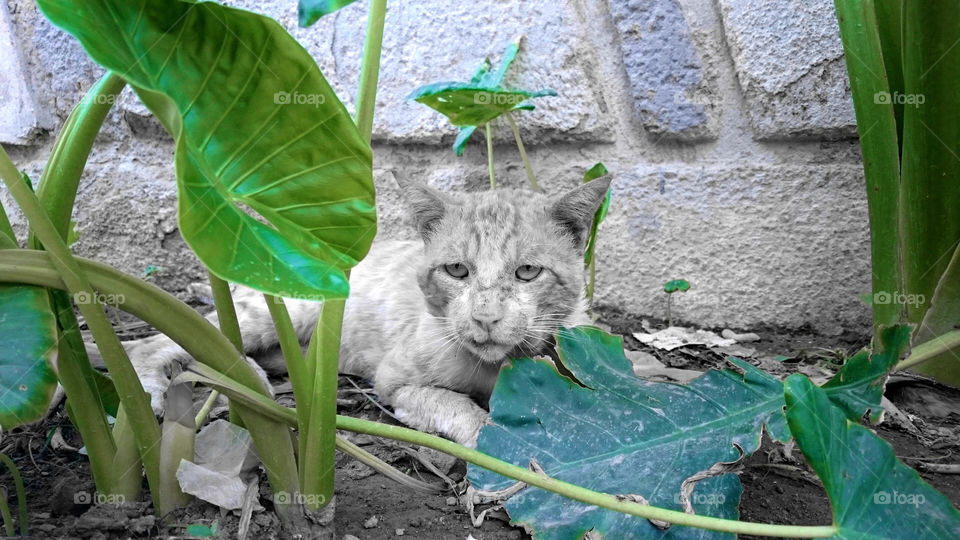 wild cat . street cat 😻 