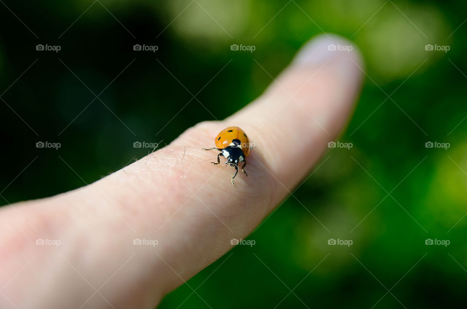 Ladybird, giving a high five. 