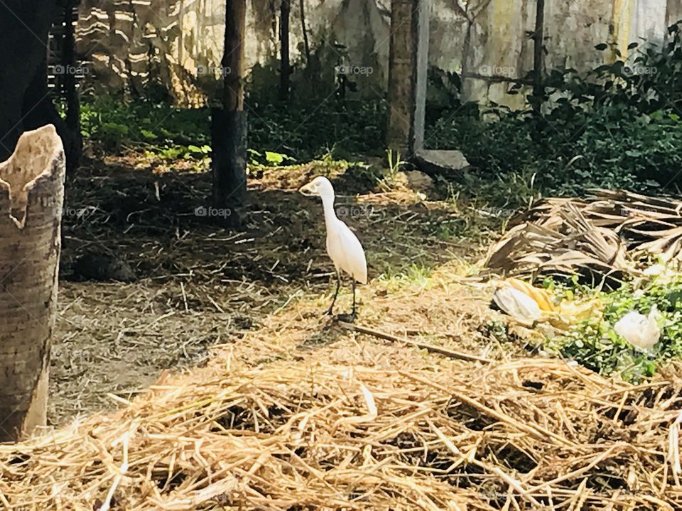 Heron eating snake 