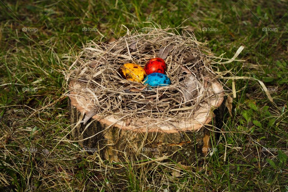 Bird nest with colored eggs on the log