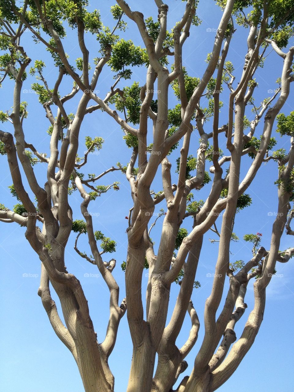 Tree in San Diego