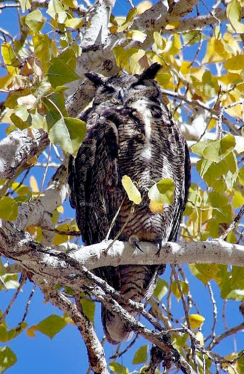 Great horned owl in tree