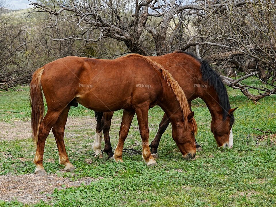 Wild horses graze in the lower Salt River basin of the Tonto wilderness near Phoenix Arizona