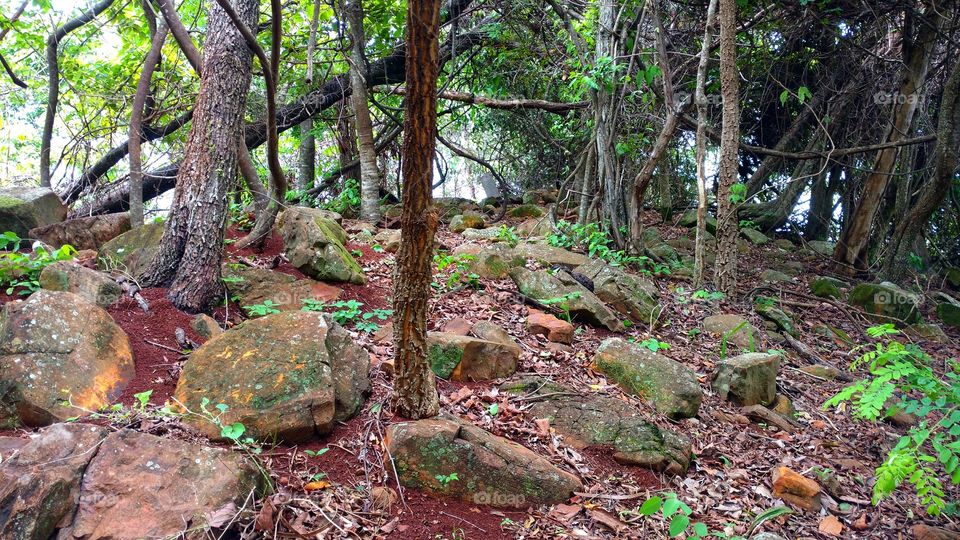 Rochas e vegetais, minérios. Pedras, cores, metais. Matas, relvas, flora, rios, ilhas. Fenômenos da natureza. Belezas de nosso planeta.