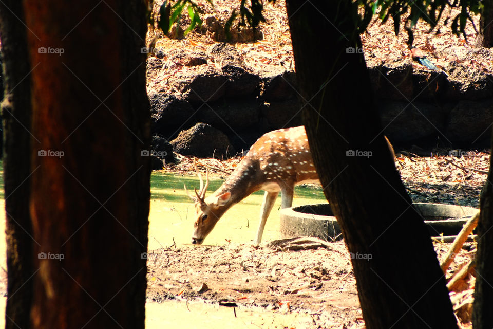 Chestal (spotted deer) drinking water durings hot summer