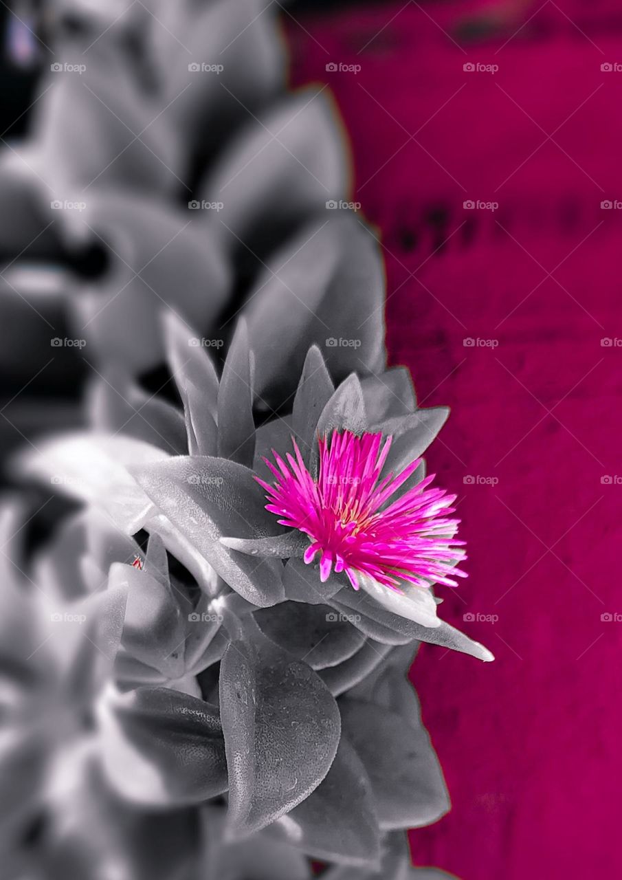 Lovely color combination