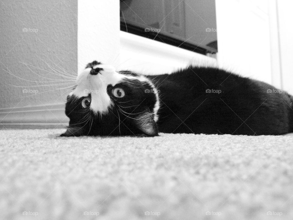 On the living room carpet, this black and white cat playfully looks upside down while in his favorite spot at home.