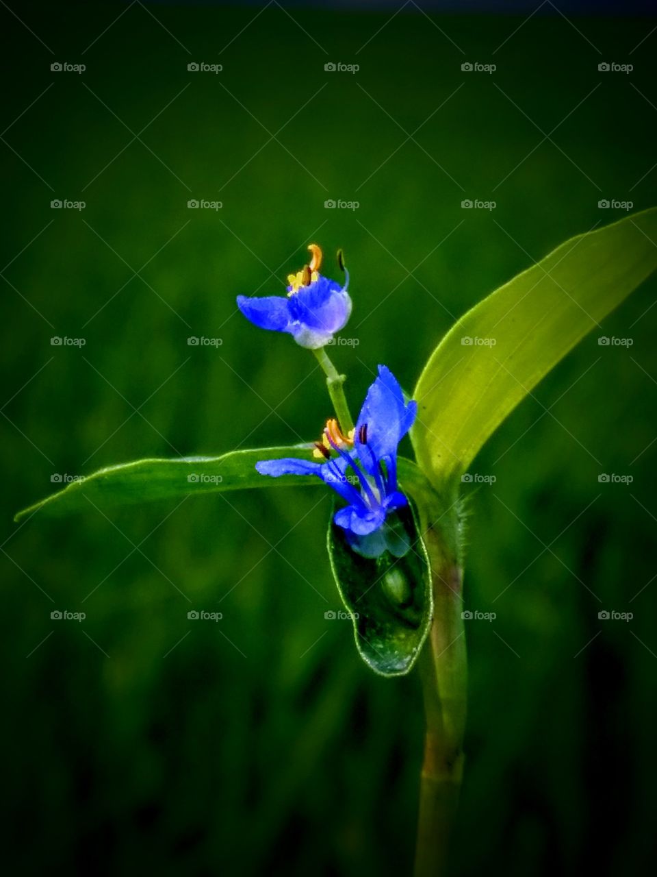 A small Grass flowers...